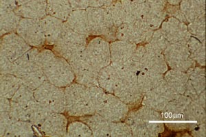 Glass ceramic TEM made with unpolarised light